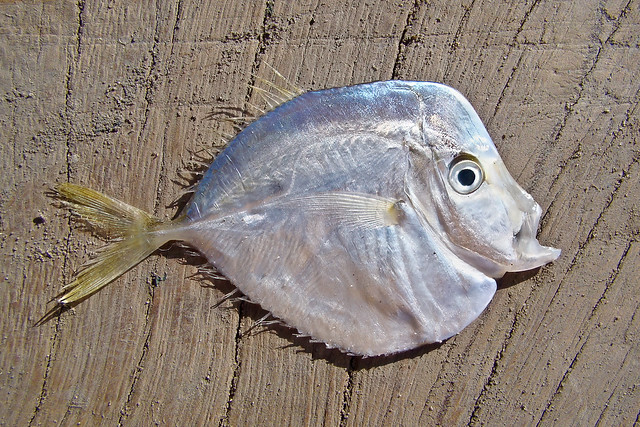 Peixe-galo (Selene setapinnis)