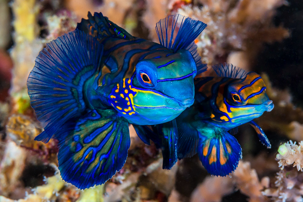100 Most Beautiful Animals in the World -  mandarin reef fish sea aquarium coral reef animal