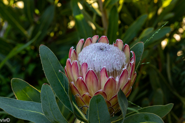 Pretty Protea flower