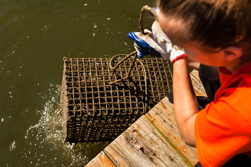 "Flood" Buckets in Anne Arundel County's South River | by chesbayprogram