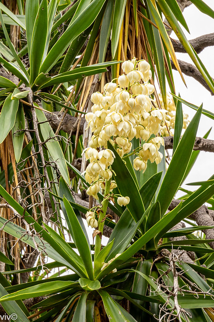 Creamish Yucca flowers