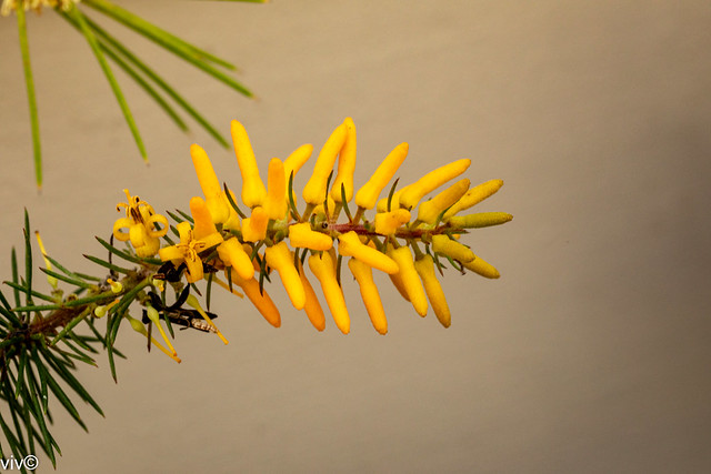 Yellow Pine-leaved Geebung flowers