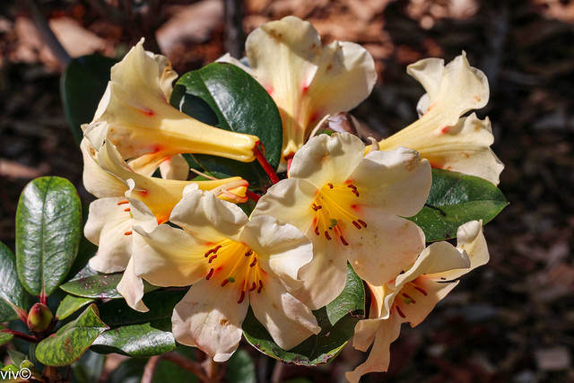 Whitish spring Rhododendrons