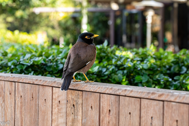 Attentive Indian Mynah bird. It one of the world's most invasive species and poses a serious threat to the ecosystems of Australia