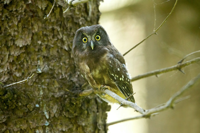 Boreal Owl (Aegolius funereus beickianus)