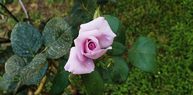 881445-Violet rose in the garden of Emily