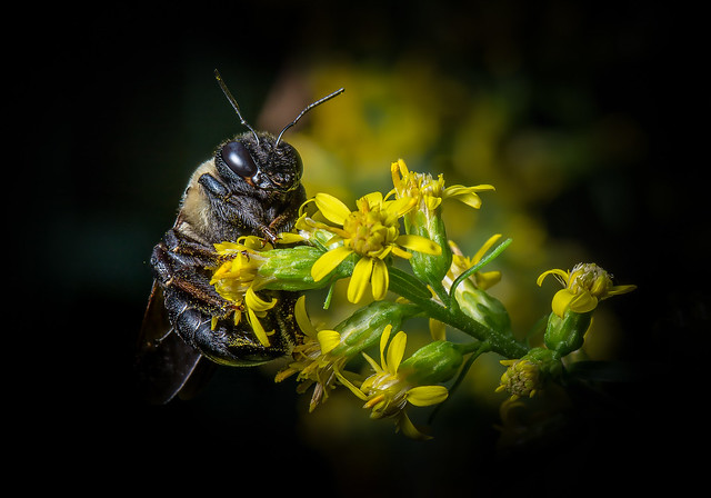 A bumble bee on Golden Rod flowers