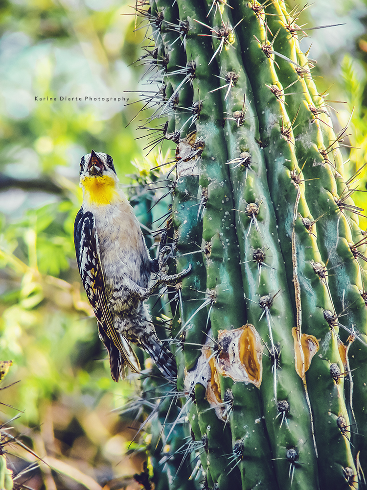 Carpintero del Cactus / White-fronted Woodpecker