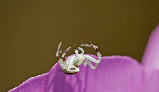 Crab Flower Spider, Male. (2 of 3) - Misumena vatia