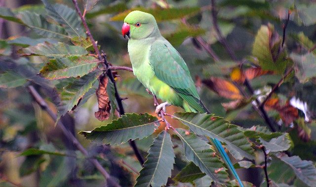 Ring necked Parakeet (1)
