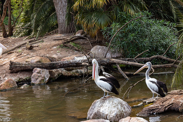 Pelican pair at the wetland