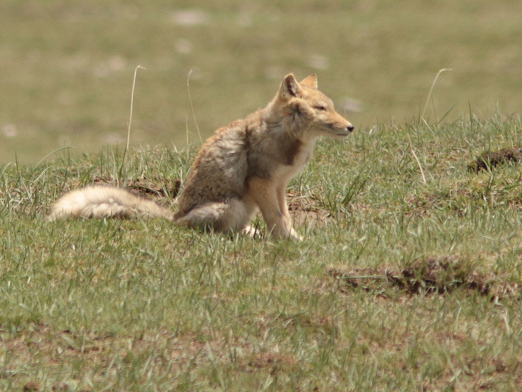 Tibetan Fox (Vulpes ferrilata) - Qinghai Lake, Qinghai Pro… | Flickr