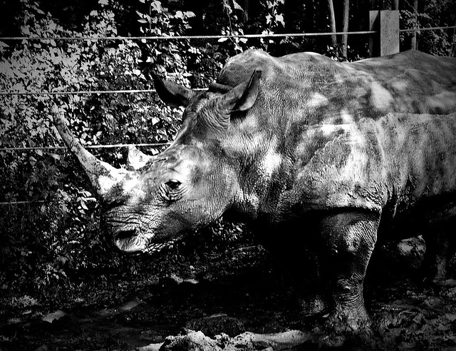Rhino_a_Portrait