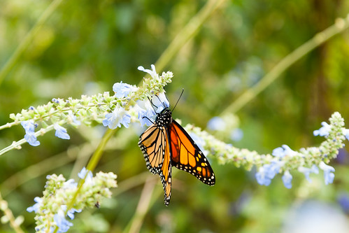 Patuxent River Park in Prince George's County, Md. | by chesbayprogram