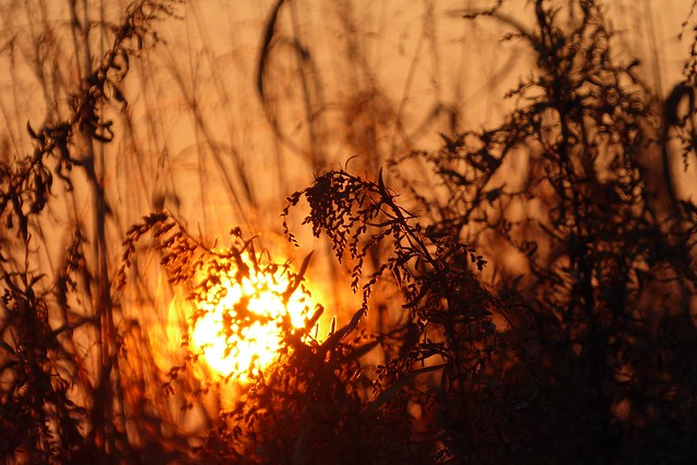Sunset in the countryside-Coucher de soleil à la campagne-Puesta de sol en el campo-Sonnenuntergang auf dem Lande-Tramonto in campagna