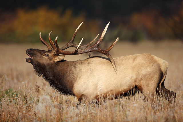 Bull Elk Bugling in Rocky Mountain National Park