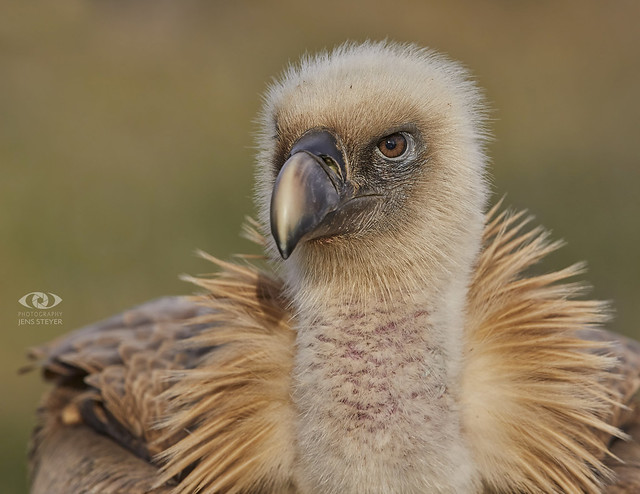 Zoom in for details!  Gänsegeier (Gyps fulvus) - Griffon vulture        ·  ·  ·   (5D412090)