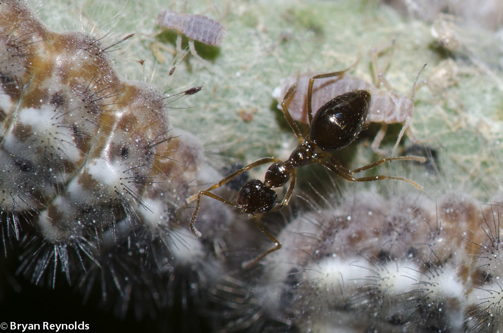 Harvesters, Feniseca tarquinius, larvae feeding on Woolly Maple Aphids, Neoprociphilus aceris, with tending False Honey Ant, Prenolepis imparis, on bristly greenbrier, Smilax tamnoides