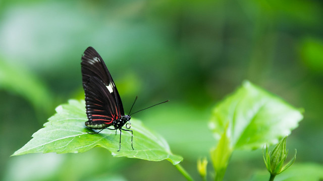 Butterfly - Papillon 10.jpg