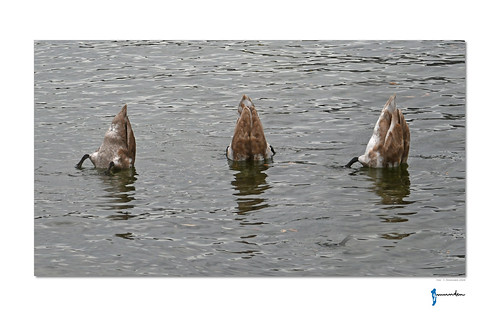 Traunsee (A) - "Schwänzchen in die Höh.." by s.thunhart, Jungschwäne auf Futtersuche.twop yourbestoftoday theearth traunsee schwan fotosmithoherqualität thee