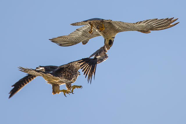 Peregrine Falcon