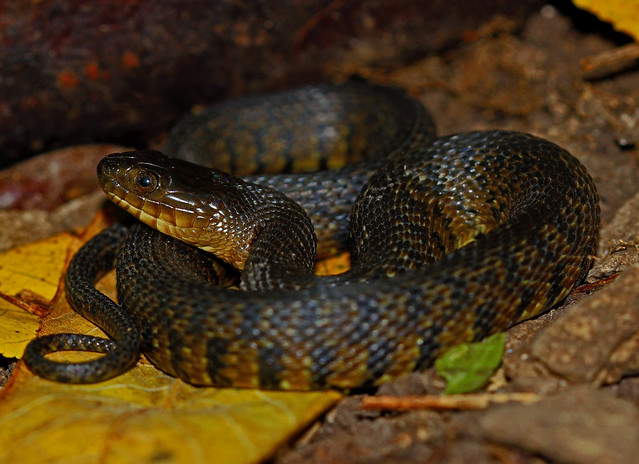 Mississippi Green Water Snake (Nerodia cyclopion)