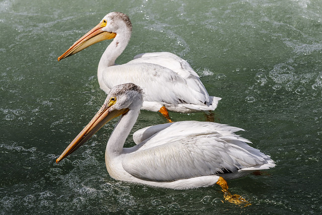 American White Pelican on the Bow River (Pelecanus erythrorhynchos)