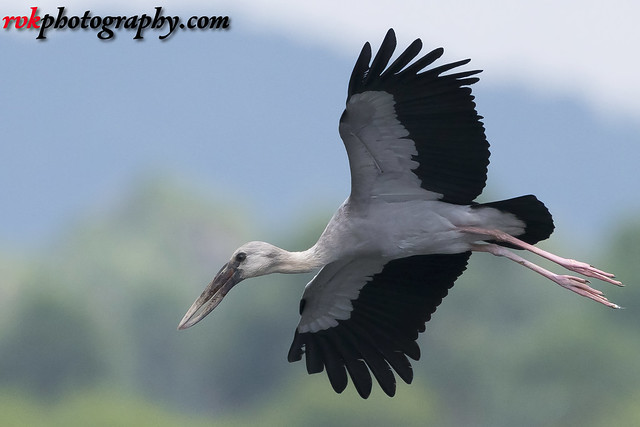 Vedanthangal Bird Sanctuary, India