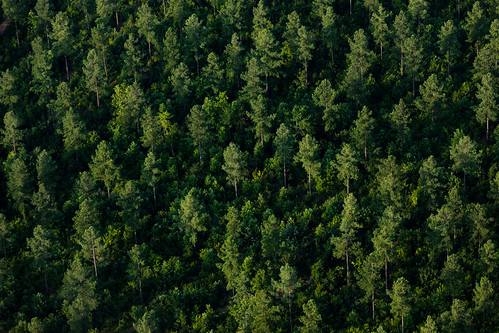 Forested land in Fauquier County, Virginia | by chesbayprogram