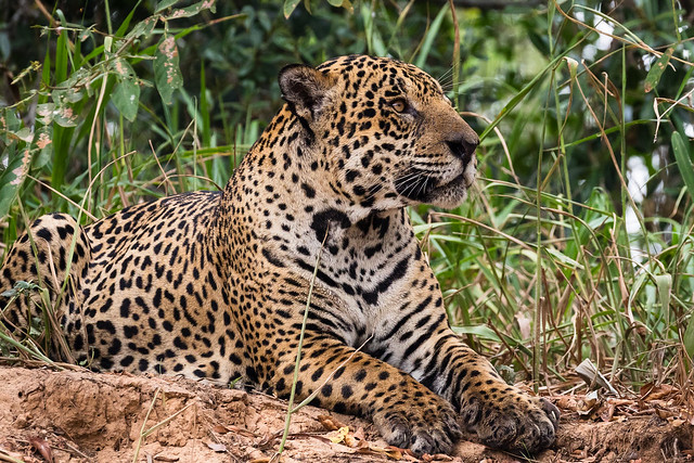 Jaguar - Wild - Pensive
