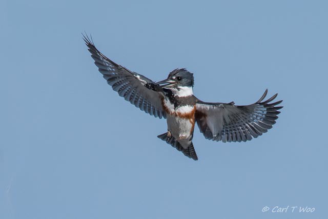 Belted Kingfisher, 1 of 3