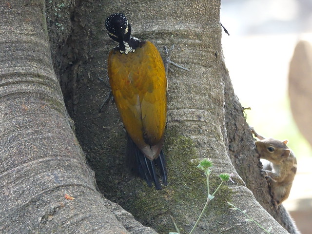 Greater Flameback Woodpecker (Female)