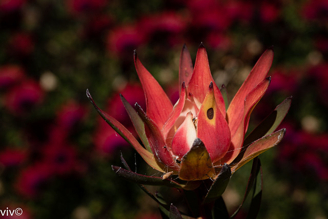 Reddish Protea flower