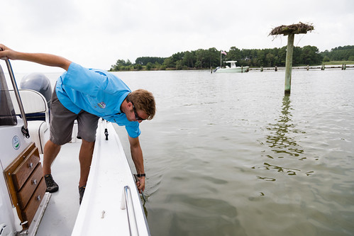 Bay grass survey in Talbot County, Maryland | by chesbayprogram