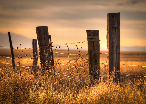 fencepost cedar wood countryside oldfarmatsunset sunset golden sun rural orange field grass