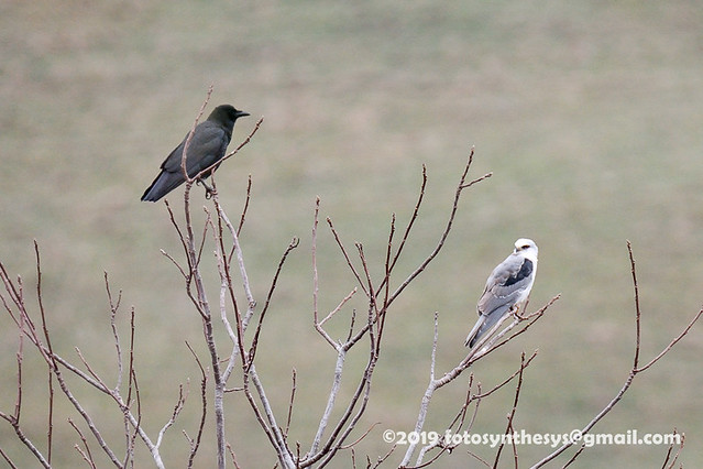 Western Crow (Corvus brachyrhynchos hesperis), adult, and White-tailed Kite (Elanus leucurus majusculus), adult DSC_6158
