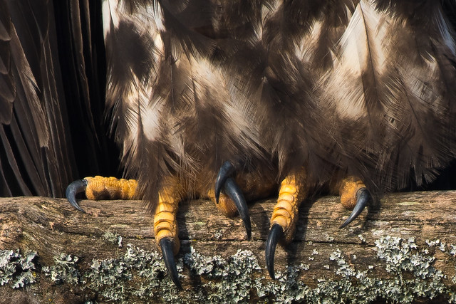 Talons and textures