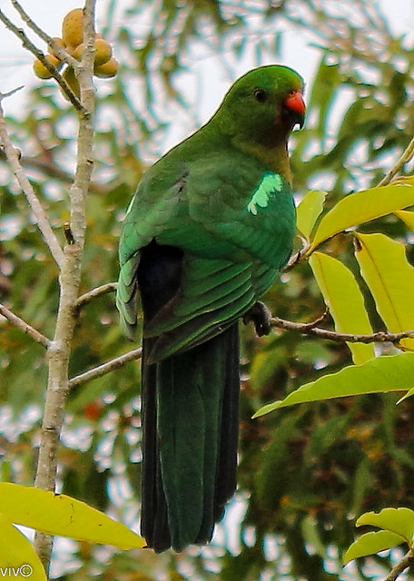 Female Australian King Parrot in our garden