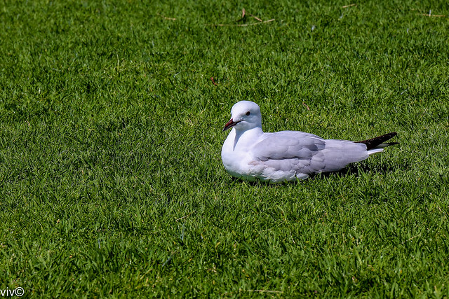 Resting Seagull