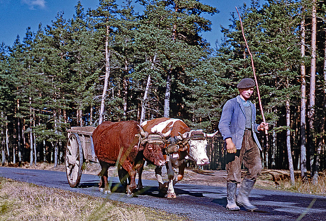 Vintage Kodachrome. February 1955. Haute-Loire (France). Peasant driving oxen.