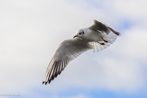 Birds Eye View | by Malc H
