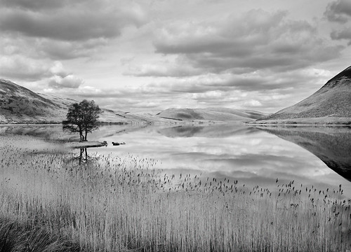 blackandwhite bw lake mountains tree film scale nature monochrome reflections reeds landscape scotland still scenery quiet oldstyle space traditional north perspective restful landmarks panoramas peaceful scene calm scan depthoffield hills filter valley views bleak 4x5 lonely loch peaks sublime picturesque lightandshadow isolated largeformat borders singletree selkirk zonesystem pictorial moffat yellowfilter pushprocess glens cambo 5x4camera naturallandscape scottishborders classiccomposition stmarysloch largescale agfapan romanticlandscape scheimpflugprinciple scottishlandscapes scottishglens britishlandscapes moffatwater tibbieshiels classicviews borderhills capercleuch