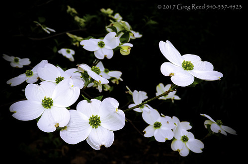 white dogwood cornus virginia augustacounty tree trees flowers bloom blooms dagwood celtic