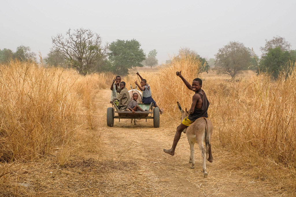 Donkey transportation in Gwenia, Kassena Nankana District - Ghana.