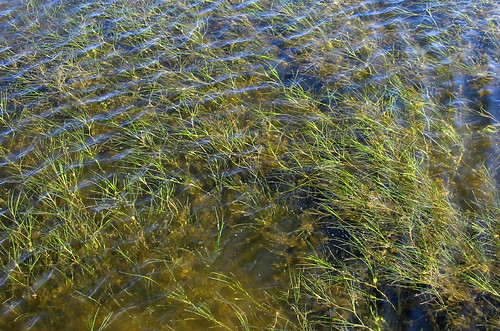 Underwater grasses | by chesbayprogram