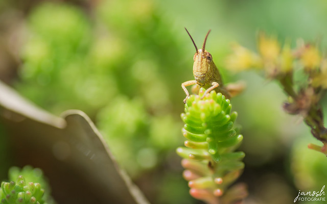 Grasshopper (Gomphocerinae)
