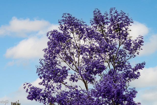 Purple Jacaranda in spring bloom