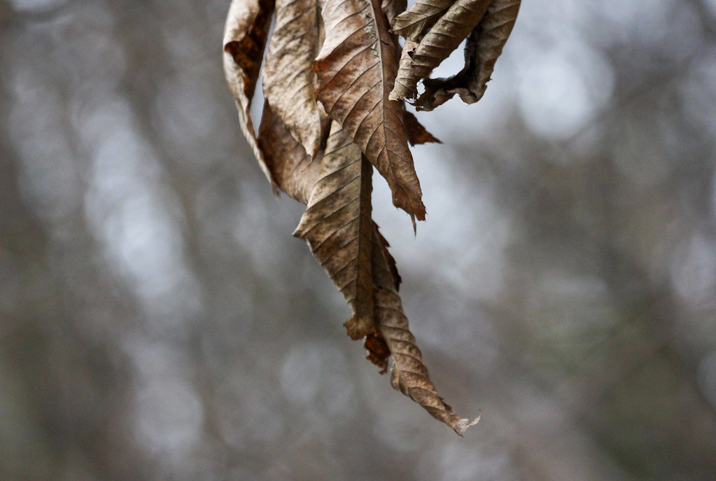 Winter Leaves / Feuilles d'Hiver