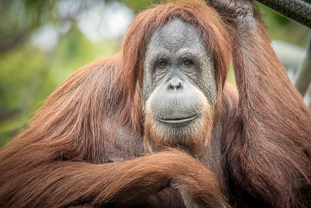 Orangutan Mom