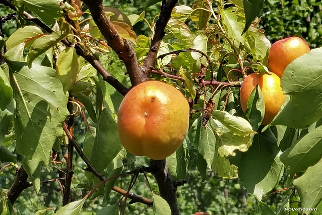 Growing apricots